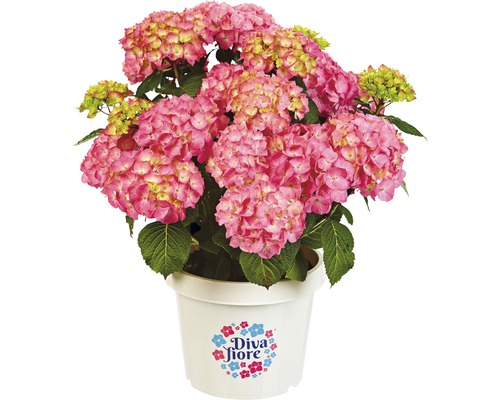 Hortensie DIVA FIORE® Hydrangea macrophylla 'DIVA FIORE®' Co 5 L öfterblühend, sortiert, Holzware