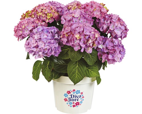 Hortensie im Topf mit Diva Fiore Logo