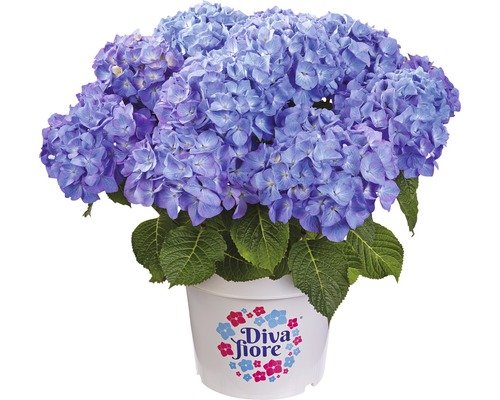 Blaue Hortensie im Topf