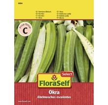 Gemüse-Eibisch 'Okra' FloraSelf Select samenfestes Saatgut Gemüsesamen-thumb-0