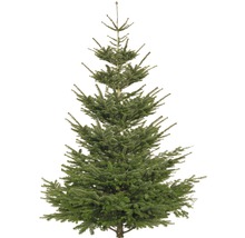 Nordmanntanne Weihnachtsbaum im Ganzen