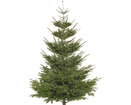 Christbaum Premium echte Nordmanntanne Höhe 170-210 cm geschlagen aus nachhaltigem Anbau. Christbaum Premium echte Nordmanntanne Höhe 170-210 cm geschlagen aus nachhaltigem Anbau.