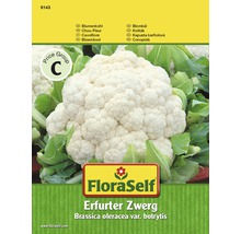 FloraSelf Blumenkohl ''Erfurter Zwerg'' Samenpackung