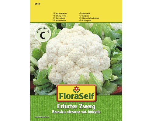 Blumenkohl 'Erfurter Zwerg' FloraSelf samenfestes Saatgut Gemüsesamen