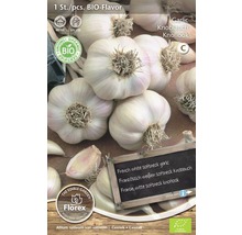 Bio-Pflanzknoblauch 'Flavor' 1 Stk.
