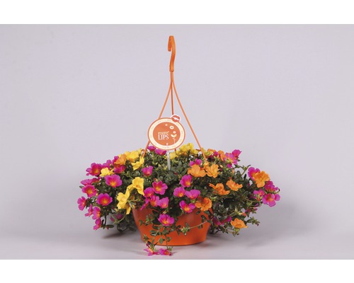 Hängeampel mit Portulakröschen in verschiedenen Farben