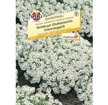 Sperli Steinkraut Schneeteppich Samenpackung