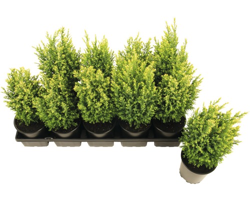 Tray mit mehreren Topf-Zypressen