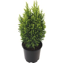 Zypresse in einem schwarzen Topf