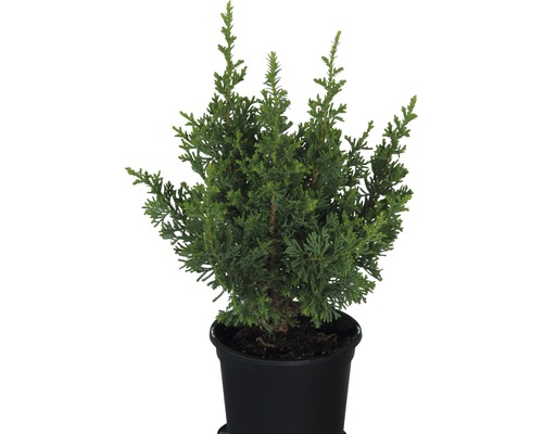 Scheinzypresse 'Little Spire' FloraSelf H 20-25 cm Ø 13 cm Topf Mini Weihnachtsbaum zur Pflanzung geeignet