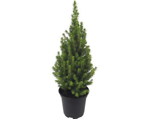 Zuckerhutfichte H 25-35 cm, Mini Weihnachtsbaum zur Pflanzung geeignet Co 1 L