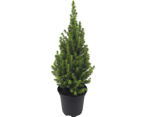 Zuckerhutfichte H 25-35 cm, Mini Weihnachtsbaum zur