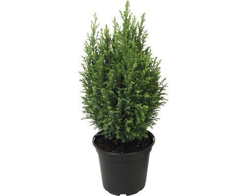 Scheinzypresse Ellwoodii FloraSelf H 20-30 cm Ø 13 cm Topf Mini Weihnachtsbaum zur Pflanzung geeignet