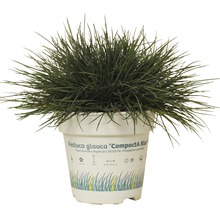 Blaugras Festuca Glauca im Topf