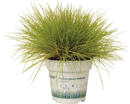 Blau-Schwingel Festuca Glauca AmiGold im Topf
