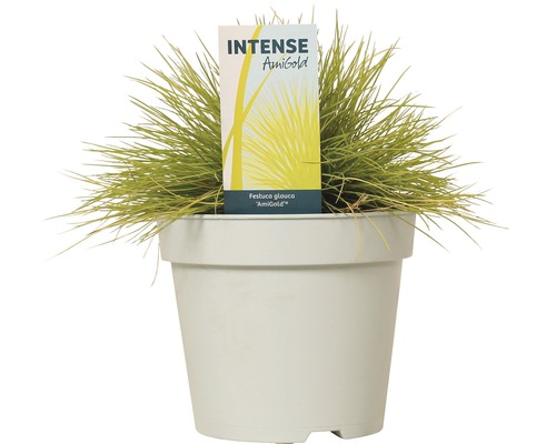 Blauer Schwingel ''AmiGold'' im Topf