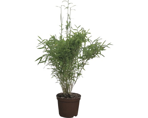 Bambuspflanze im Topf