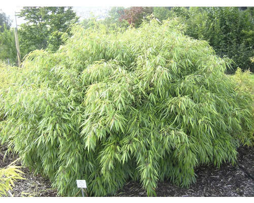 Bambuspflanze im Garten