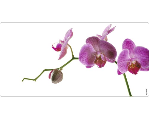 Badrückwand mySpotti Aqua Orchidee pink 900x450x2 mm 150908 weiß pink Nahaufnahme einer Orchidee
