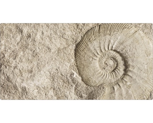 Badrückwand mySpotti Aqua Fossil 900x450x2 mm 150915 beige Fossilienabdruck in Stein