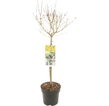 Goldglöckchen, Forsythie Stämmchen FloraSelf Forsythia intermedia 'Week End'® Stammhöhe 50 cm Co 3 L