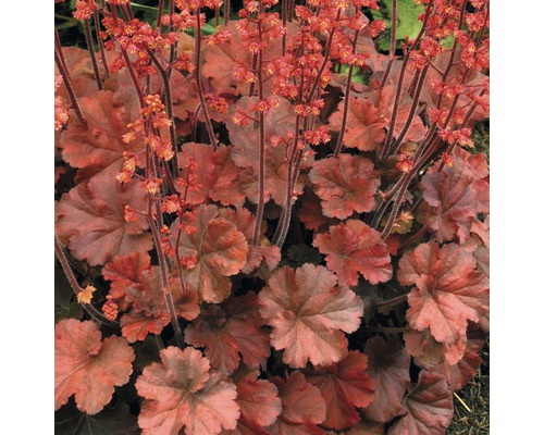 Purpurglöckchen Heuchera x Hybride H 15-20 cm Co 2 L sortiert Purpurglöckchen Pflanze mit Blättern und Blüten