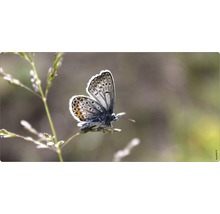 Schmetterling auf einer Pflanze