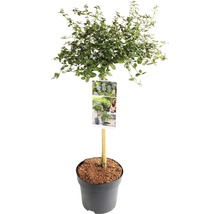 Blauglockenbaum als Kugelbaum im Topf