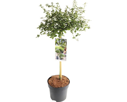 Kriechende Säckelblume Stämmchen FloraSelf Ceanothus thyrsiflorus var. repens Stammhöhe 50 cm Co 3 L Blauglockenbaum als Kugelbaum im Topf