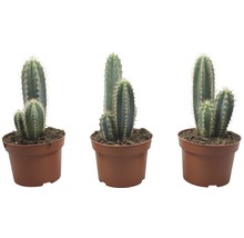 Drei Kakteen in Töpfen