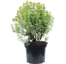 Fünffingerstrauch FloraSelf Potentilla fruticosa 'White Lady' H 30-40 cm Co 4 L pink