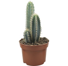 Kaktus in einem Topf