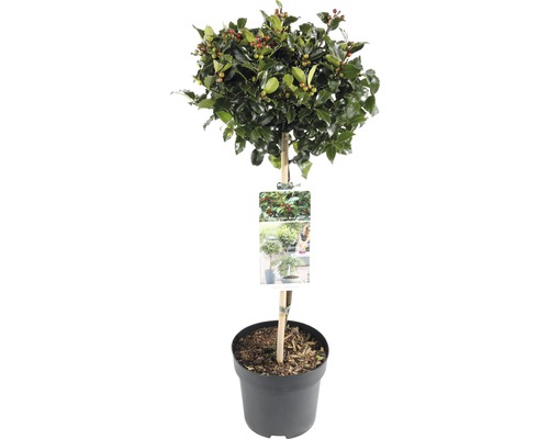 Stechpalme als Kugelbaum im Topf