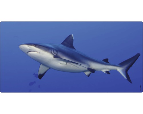 Badrückwand mySpotti Aqua Hai 900x450x2 mm 150937 blau Ein Hai im Wasser