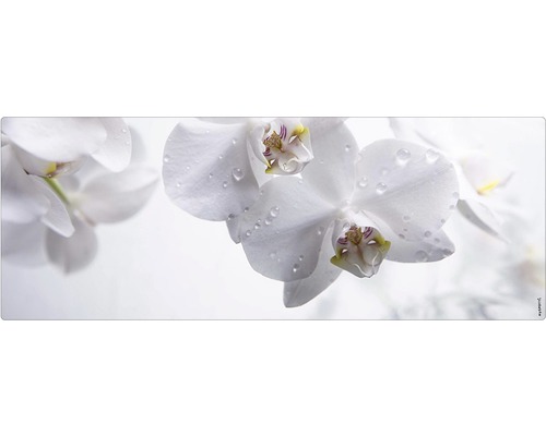 Badrückwand mySpotti Aqua orchid 1200x450x2 mm 151201 weiß Nahaufnahme von weißen Orchideenblüten mit Wassertropfen