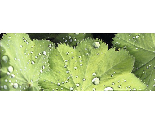 Badrückwand mySpotti Aqua Good morning 1200x450x2 mm 151213 grün Frauenmantelblätter mit Wassertropfen