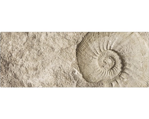 Badrückwand mySpotti Aqua Fossil 1200x450x2 mm 151215 beige Fossilienabdruck in Stein