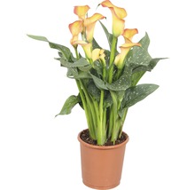 Calla Pflanze im Topf