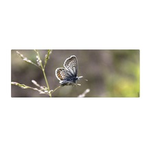 Schmetterling auf einem Grashalm