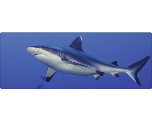 Badrückwand mySpotti Aqua Hai 1200x450x2 mm 151237 blau Ein Hai schwimmt im Ozean.