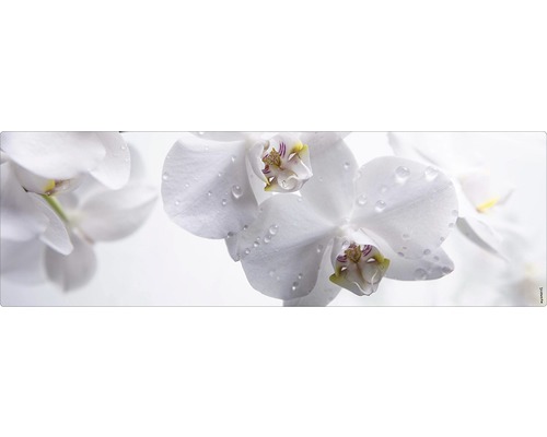 Badrückwand mySpotti Aqua orchid 1400x450x2 mm 151401 weiß Nahaufnahme von weißen Orchideenblüten mit Wassertropfen