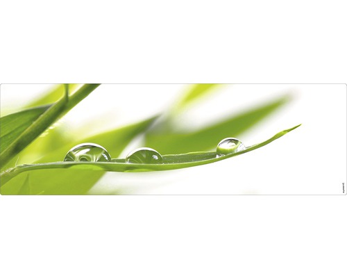 Badrückwand mySpotti Aqua Fresh 1400x450x2 mm 151404 weiß grün Blatt mit Wassertropfen