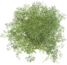 Dill Pflanze von oben
