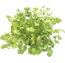 Koriander Pflanze im Topf