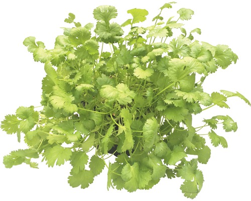 Koriander Pflanze im Topf