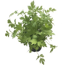 Echter Sellerie im Topf