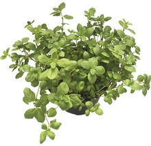 Oregano Pflanze im Topf