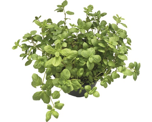 Oregano Pflanze im Topf