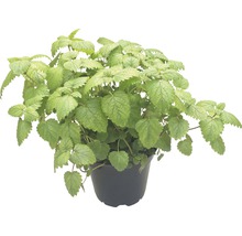 Zitronenmelisse Pflanze im Topf