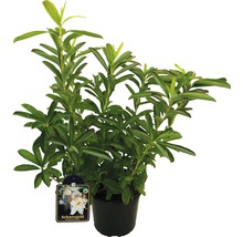 Rhododendron ''Schneegold'' im Topf